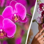 Jak přesadit orchidej do nového květináče: užitečné tipy Jak přesadit orchidej do nového květináče: užitečné tipy