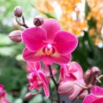 Orchidej vadnoucí před očima: jak rostlinu znovu oživit Orchidej vadnoucí před očima: jak rostlinu znovu oživit