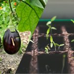 Sklizeň před sousedy: Jak a kdy vysévat lilek na sazenice? Sklizeň před sousedy: Jak a kdy vysévat lilek na sazenice?